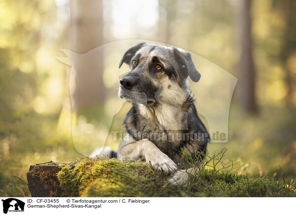 Deutscher-Schferhund-Sivas-Kangal / German-Shepherd-Sivas-Kangal / CF-03455