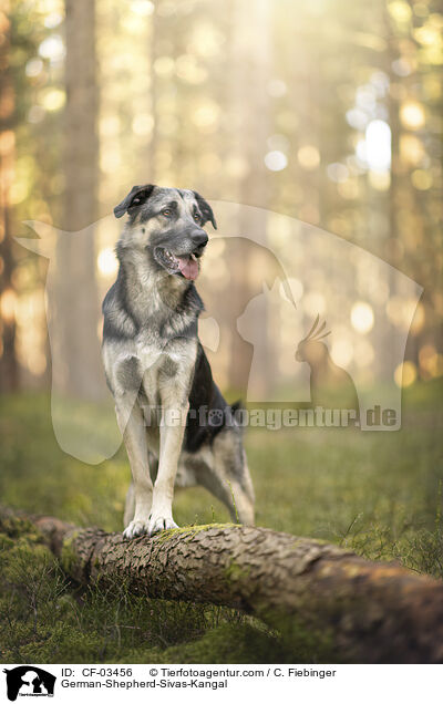 Deutscher-Schferhund-Sivas-Kangal / German-Shepherd-Sivas-Kangal / CF-03456