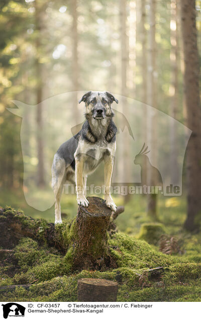 Deutscher-Schferhund-Sivas-Kangal / German-Shepherd-Sivas-Kangal / CF-03457