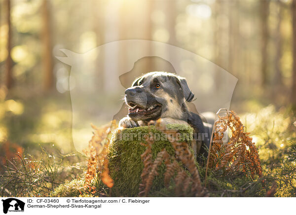 Deutscher-Schferhund-Sivas-Kangal / German-Shepherd-Sivas-Kangal / CF-03460