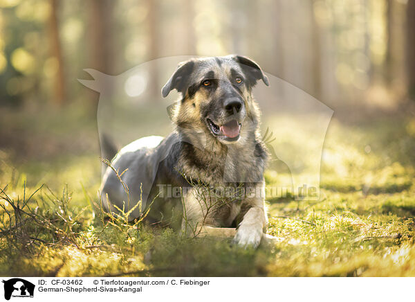 Deutscher-Schferhund-Sivas-Kangal / German-Shepherd-Sivas-Kangal / CF-03462