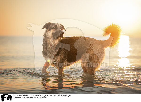 Deutscher-Schferhund-Sivas-Kangal / German-Shepherd-Sivas-Kangal / CF-03469