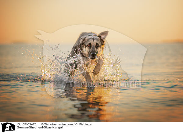 Deutscher-Schferhund-Sivas-Kangal / German-Shepherd-Sivas-Kangal / CF-03470