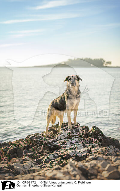 Deutscher-Schferhund-Sivas-Kangal / German-Shepherd-Sivas-Kangal / CF-03472