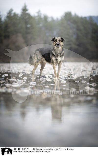 Deutscher-Schferhund-Sivas-Kangal / German-Shepherd-Sivas-Kangal / CF-03475