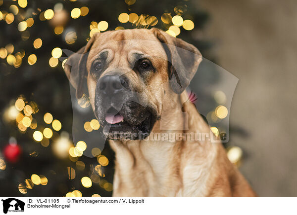 Broholmer-Mischling / Broholmer-Mongrel / VL-01105