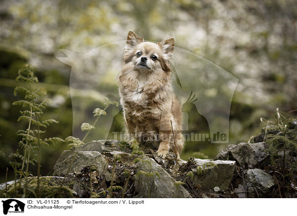 Chihuahua-Mischling / Chihuahua-Mongrel / VL-01125