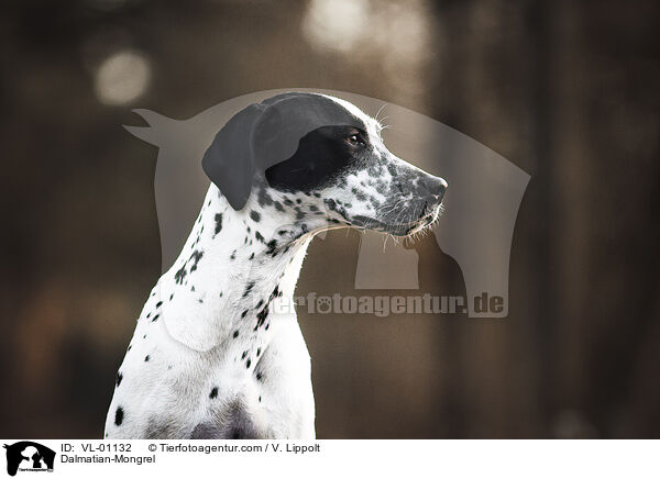 Dalmatiner-Mischling / Dalmatian-Mongrel / VL-01132