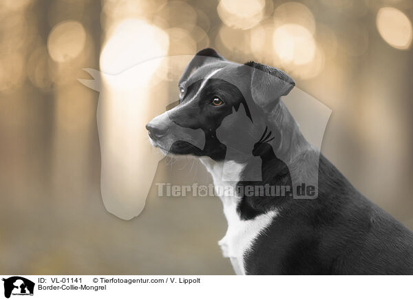 Border-Collie-Mischling / Border-Collie-Mongrel / VL-01141
