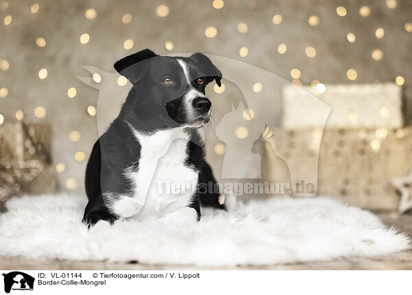 Border-Collie-Mischling / Border-Collie-Mongrel / VL-01144