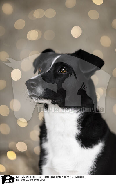 Border-Collie-Mischling / Border-Collie-Mongrel / VL-01145