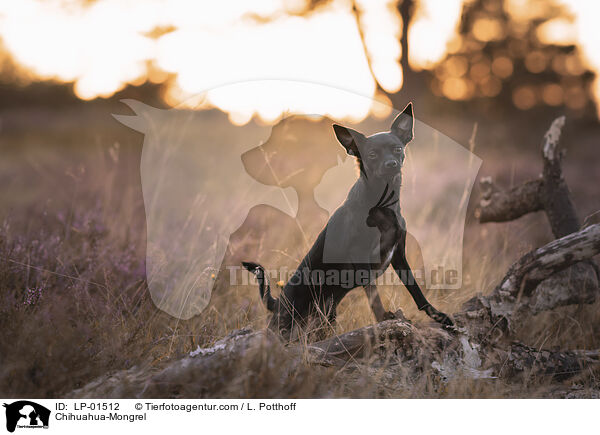 Chihuahua-Mischling / Chihuahua-Mongrel / LP-01512
