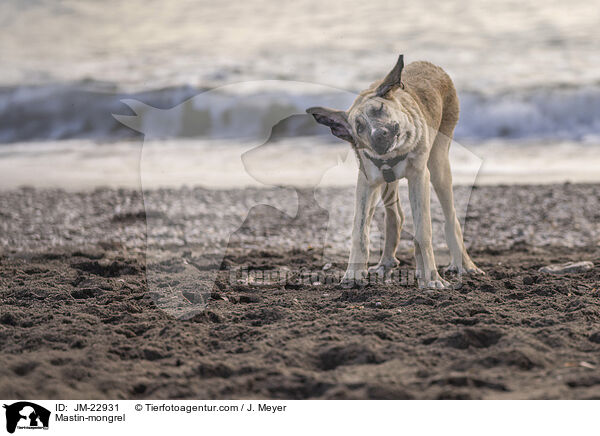 Mastin-Mischling / Mastin-mongrel / JM-22931