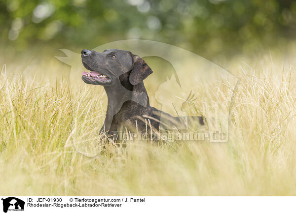 Rhodesian-Ridgeback-Labrador-Retriever / Rhodesian-Ridgeback-Labrador-Retriever / JEP-01930