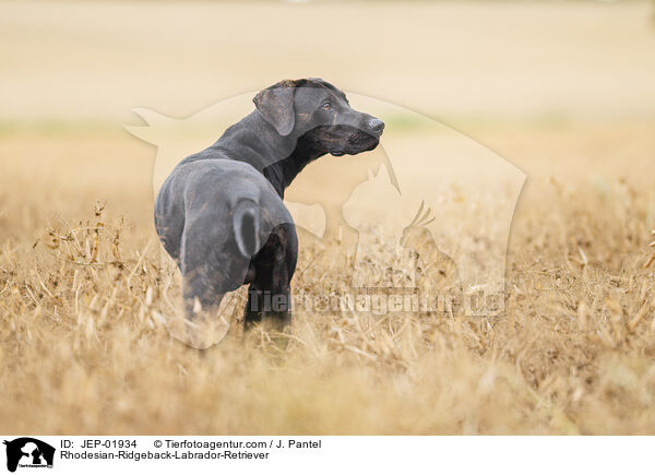 Rhodesian-Ridgeback-Labrador-Retriever / Rhodesian-Ridgeback-Labrador-Retriever / JEP-01934