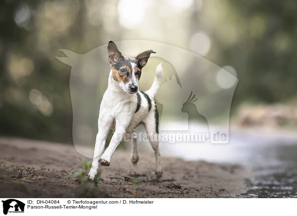 Parson-Russell-Terrier-Mischling / Parson-Russell-Terrier-Mongrel / DH-04084