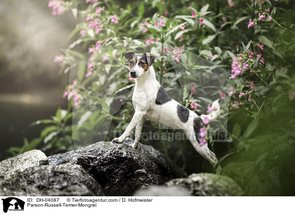 Parson-Russell-Terrier-Mischling / Parson-Russell-Terrier-Mongrel / DH-04087