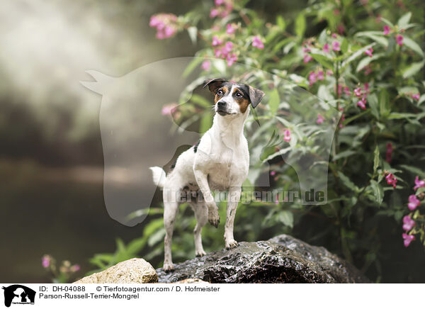 Parson-Russell-Terrier-Mischling / Parson-Russell-Terrier-Mongrel / DH-04088
