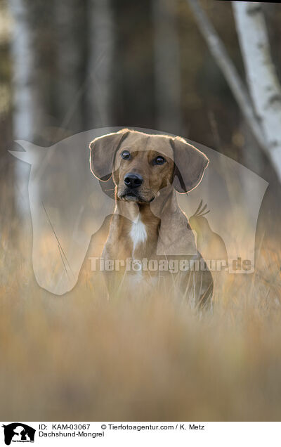 Dackel-Mischling / Dachshund-Mongrel / KAM-03067