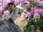 mongrel portrait