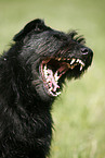 crossbreed