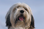 crossbreed