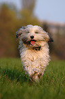 crossbreed