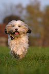 crossbreed