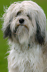 crossbreed