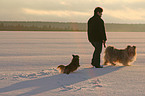 mongrel in snow