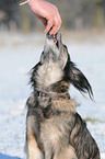 Dachshund Mongrel in the snow