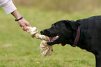 Labrador-Retriever-Mongrel
