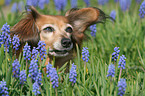 Teckel-Chihuahua-Mongrel