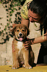 mongrel puppy