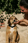 mongrel puppy