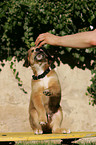 mongrel puppy