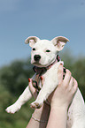 mongrel puppy
