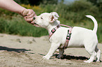 mongrel puppy