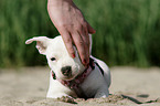 mongrel puppy