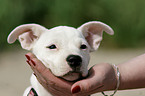 mongrel puppy portrait