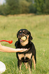 mongrel gives ball