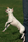 jumping mongrel
