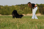 Mongrel shows dog dance