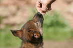 mongrel puppy