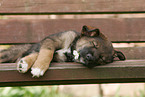 mongrel puppy