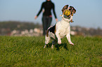 playing mongrel