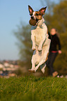jumping mongrel