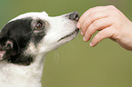 feeding a mongrel