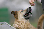 mongrel portrait