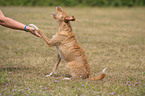 male mongrel